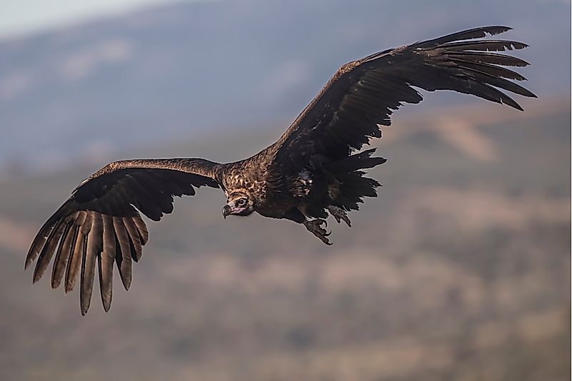 #5 Vultures