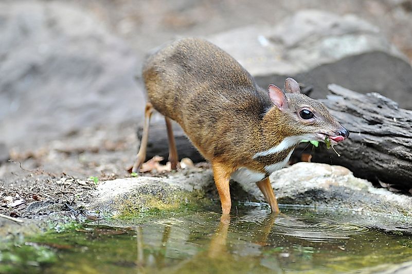 #2 Greater Mouse-Deer