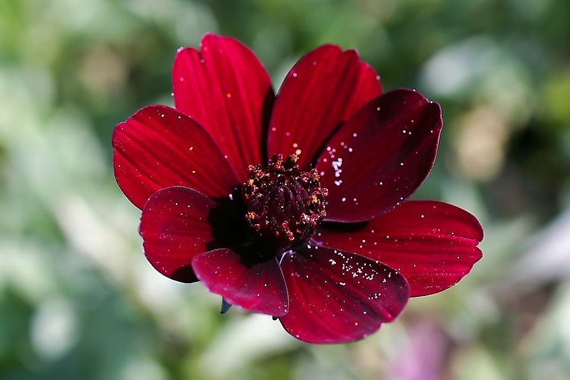 #4 Chocolate Cosmos