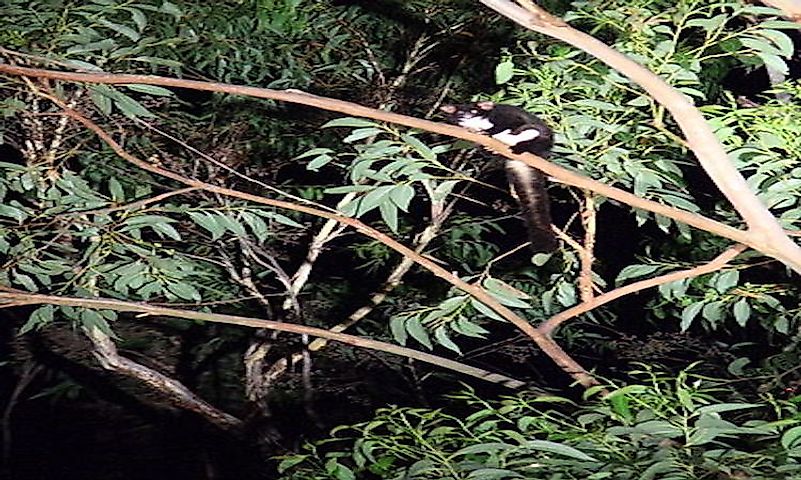 #7 Greater Glider -