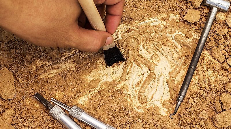 Funisia were the worms of the Ediacaran period. Image credit: nationalgeographic.com.au Funisia were the worms of the Ediacaran period. Image credit: nationalgeographic.com.au