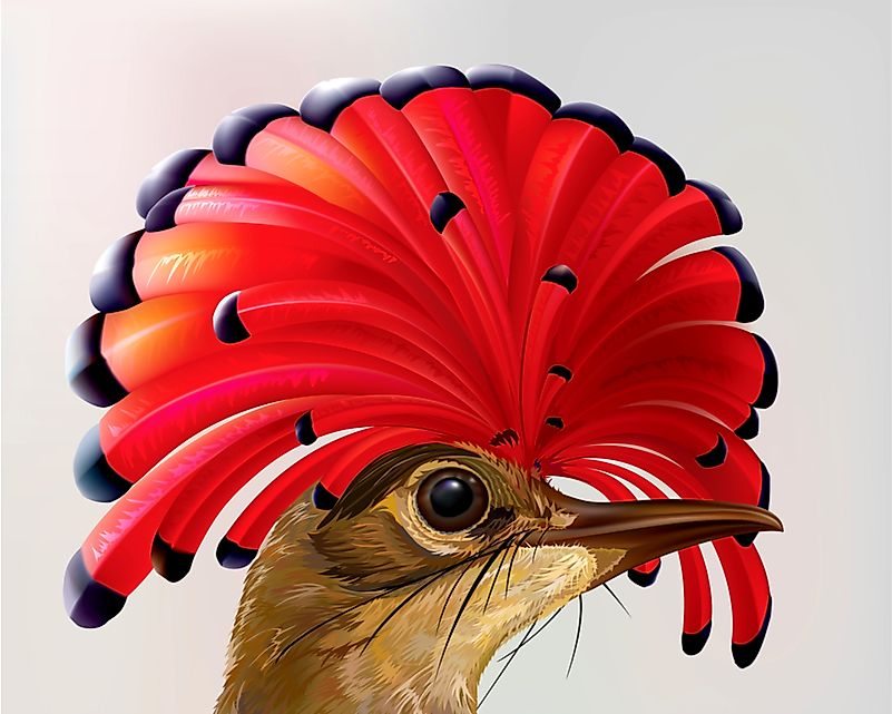 Amazonian Royal Flycatcher. Amazonian Royal Flycatcher.