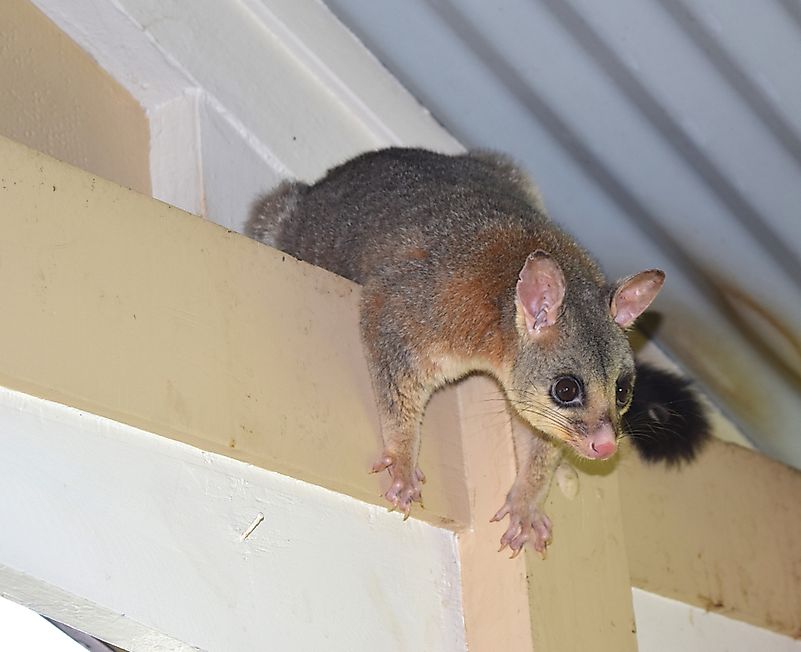 Opossum with inquisitive look climbed to the house veranda. Credit: lovemydesigns / Shutterstock.com Opossum with inquisitive look climbed to the house veranda. Credit: lovemydesigns / Shutterstock.com