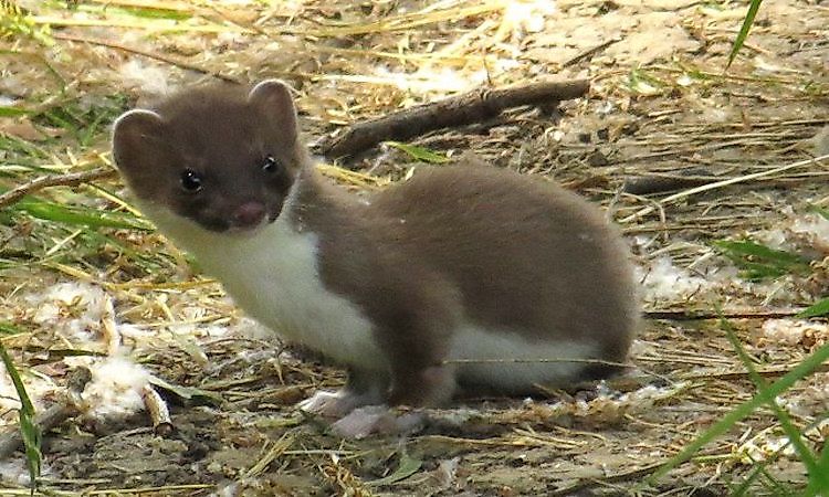 #9 Stoat -