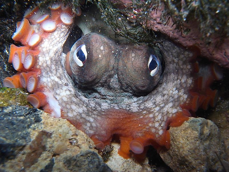 Their bodies are so elastic that they can completely pass through small holes, despite looking quite large from the outside. Their bodies are so elastic that they can completely pass through small holes, despite looking quite large from the outside.