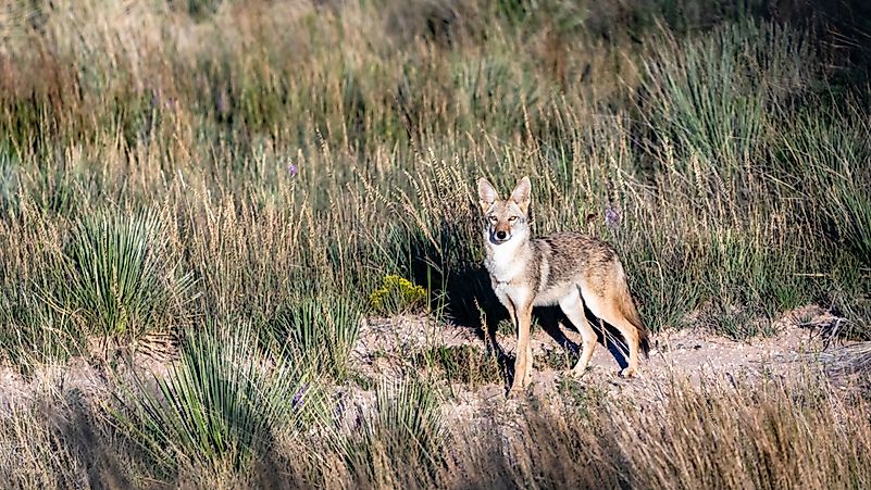 #5 Coyote