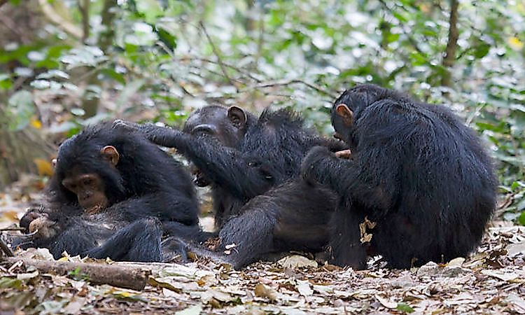#4 Common chimpanzee -