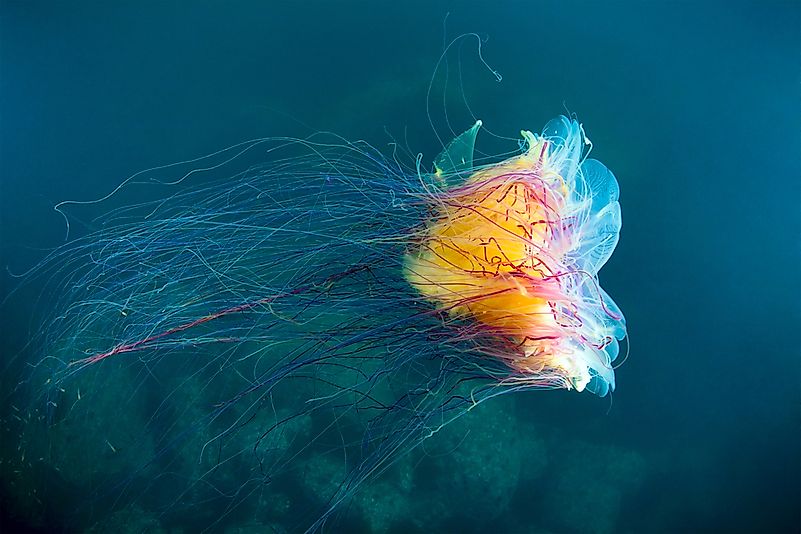 A lion's mane jellyfish off the coast of Russia. A lion's mane jellyfish off the coast of Russia.