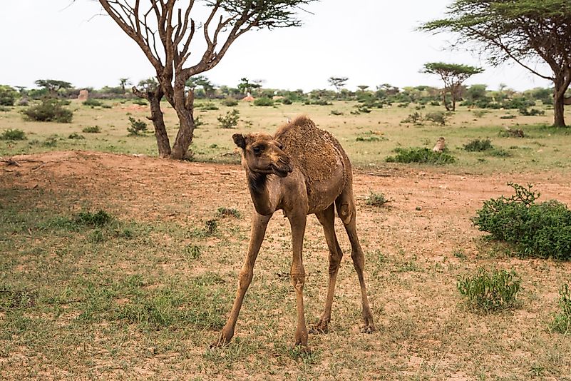 #6 Horn of Africa