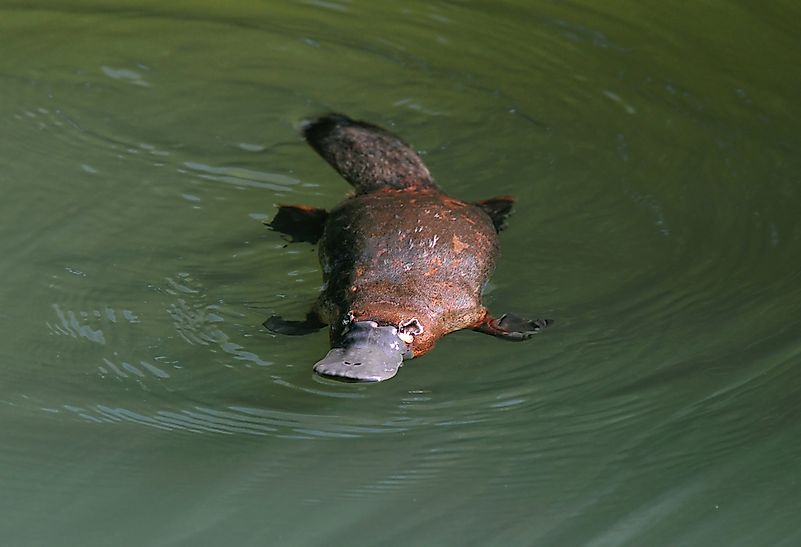 #1 Duck-billed Platypus