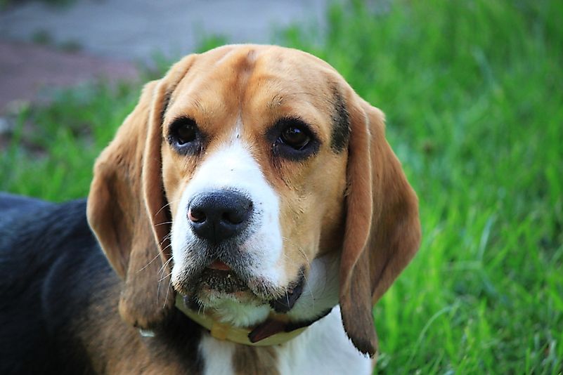 A beagle. A beagle.