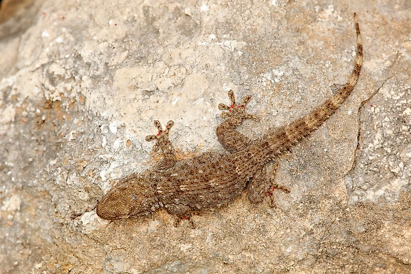 #5 Moorish Wall Gecko