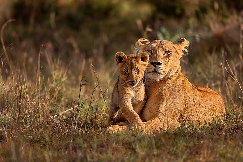 #2 Lion