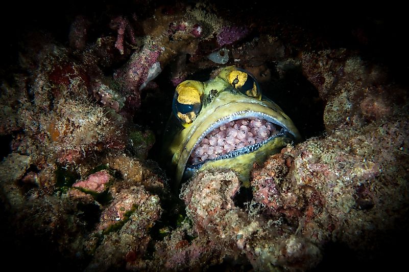 #7 Jawfish