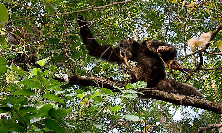#8 Eastern chimpanzee -