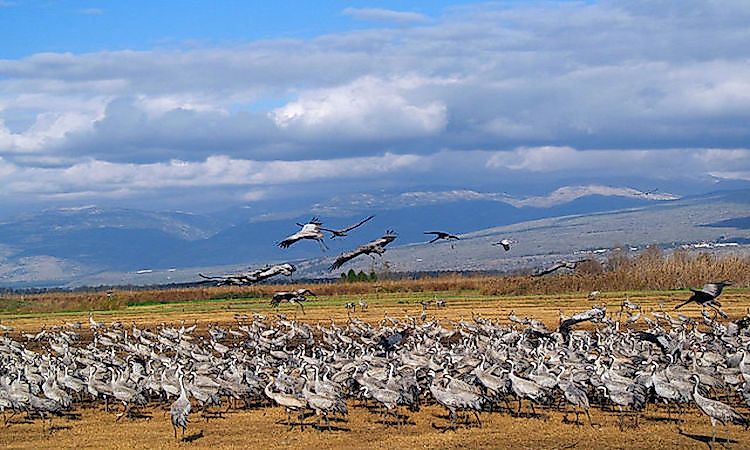 #2 Common crane - 33,000 feet