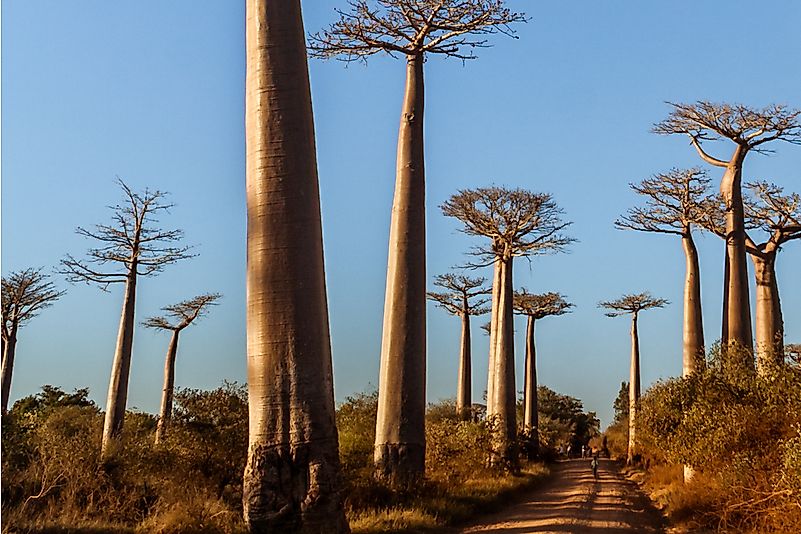 #6 Giant Baobab