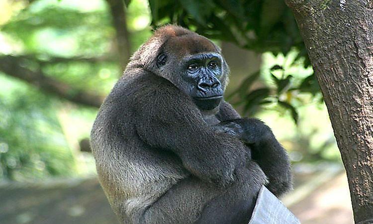 #4 Cross River gorilla -