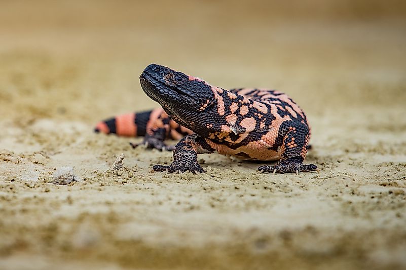 #4 Reticulate gila monster