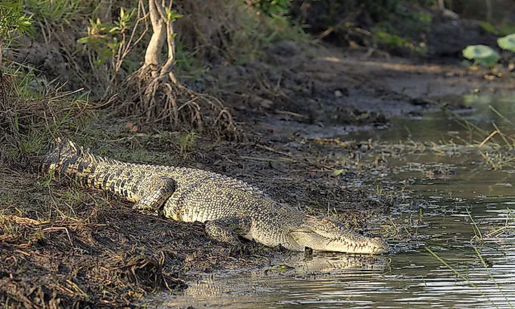 #10 Saltwater crocodile -