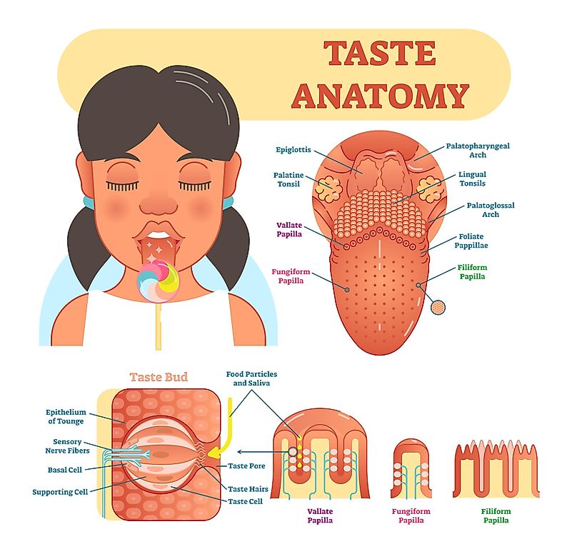 On average, a human adult has anywhere from 2,000 to 4,000 taste buds. Not all of them are on the tongue either