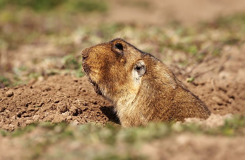 #7 Mole Rats
