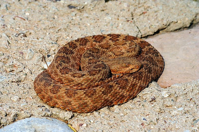 Rattle snake at the Grand Canyon. Rattle snake at the Grand Canyon.