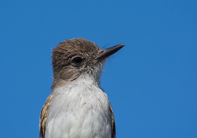 #17 Puerto Rican Flycatcher