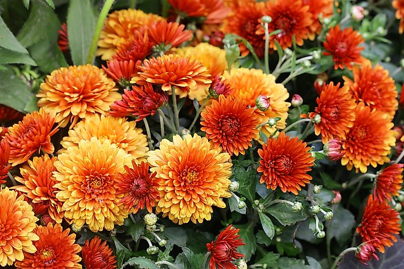 Chrysanthemum Chrysanthemum