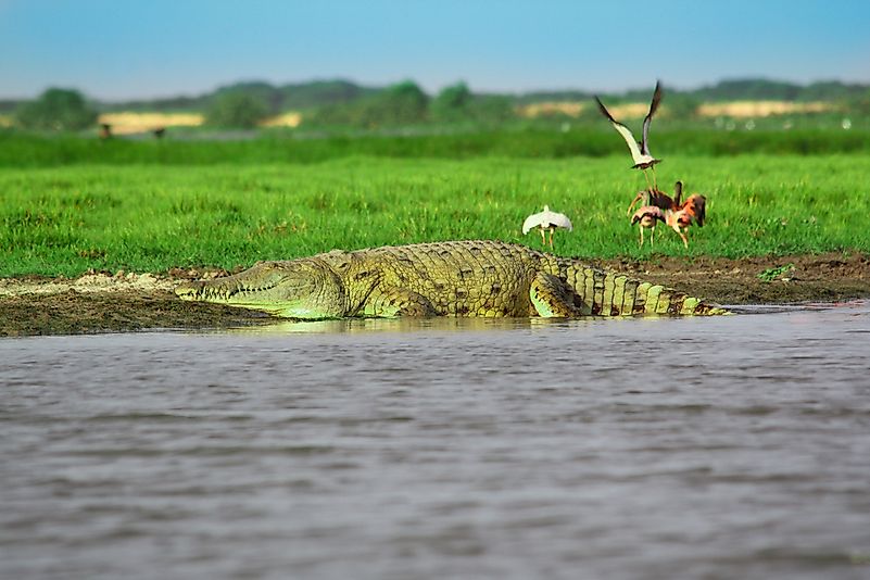 #10 Orinoco crocodile