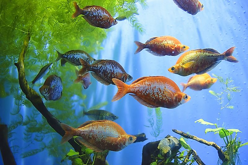 Mexican Tetra Mexican Tetra