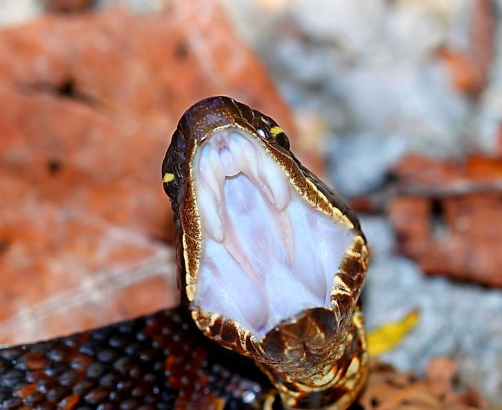 #3 Cottonmouth