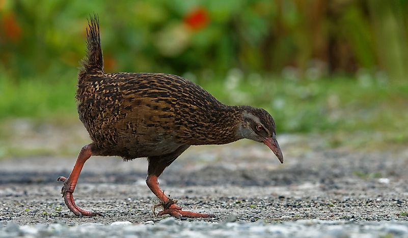 #4 Weka
