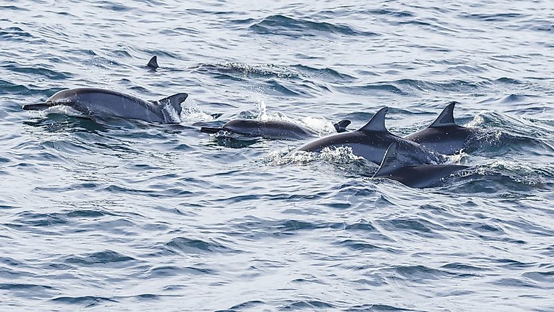 #4 Spinner Dolphin