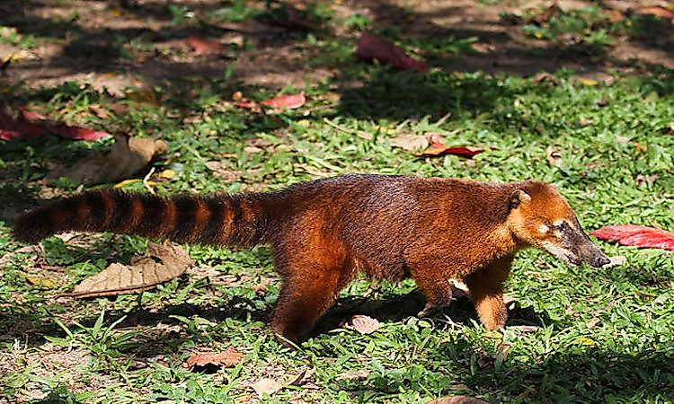 #13 South-American Coati