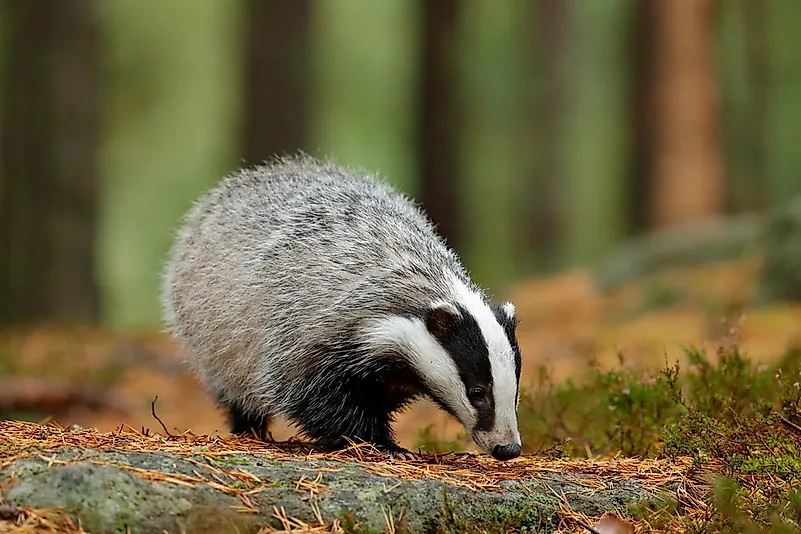 #6 European Badger