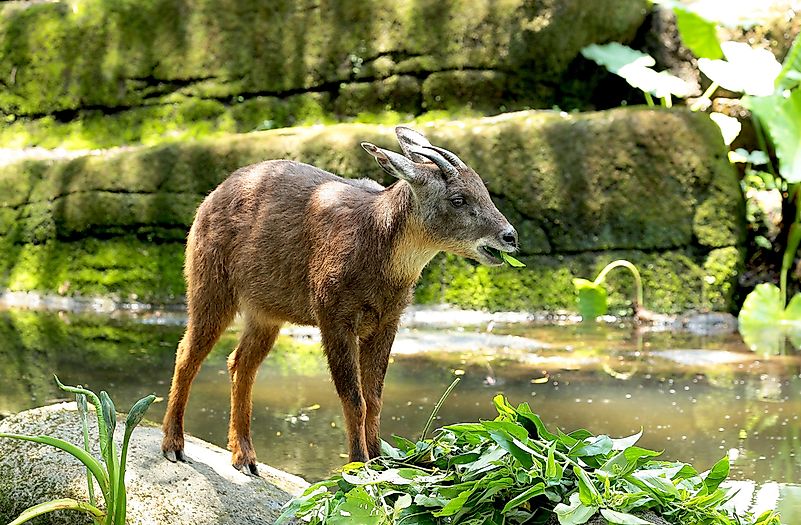 #3 Long-Tailed Goral