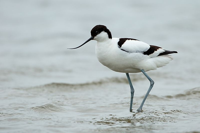 #3 Avocet