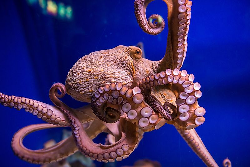 #2 Octopuses