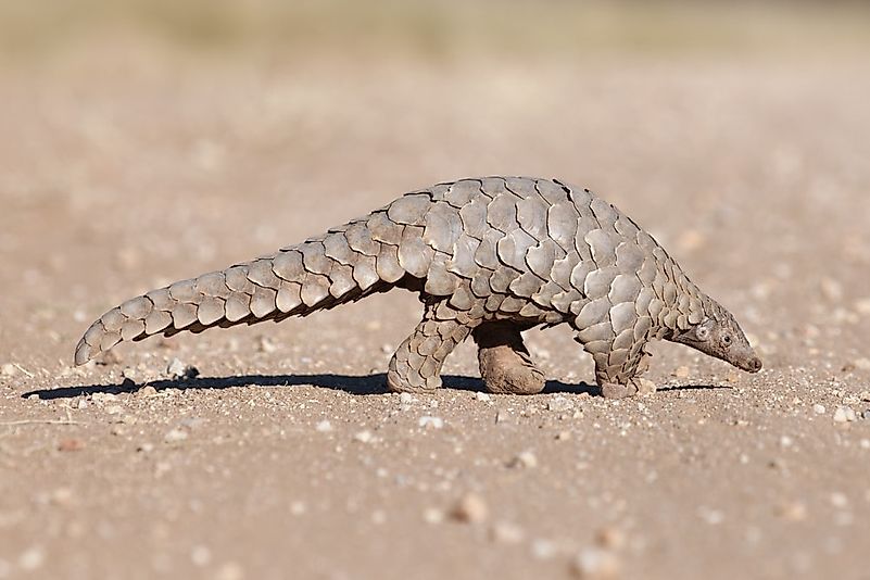 #3 Pangolin