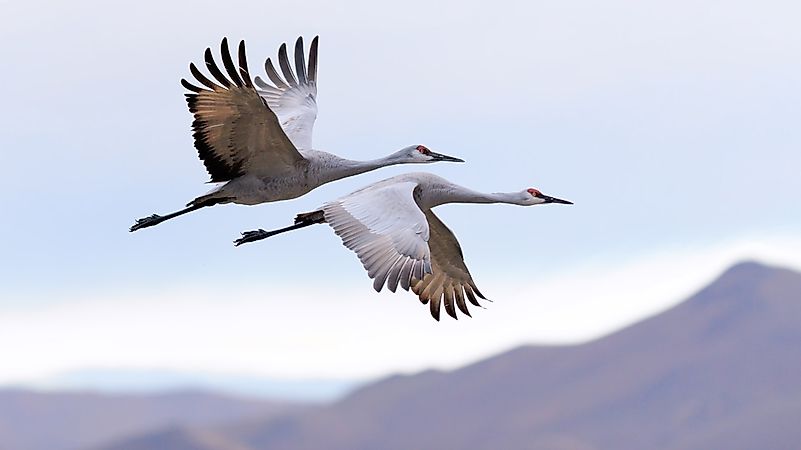 #8 Sandhill crane