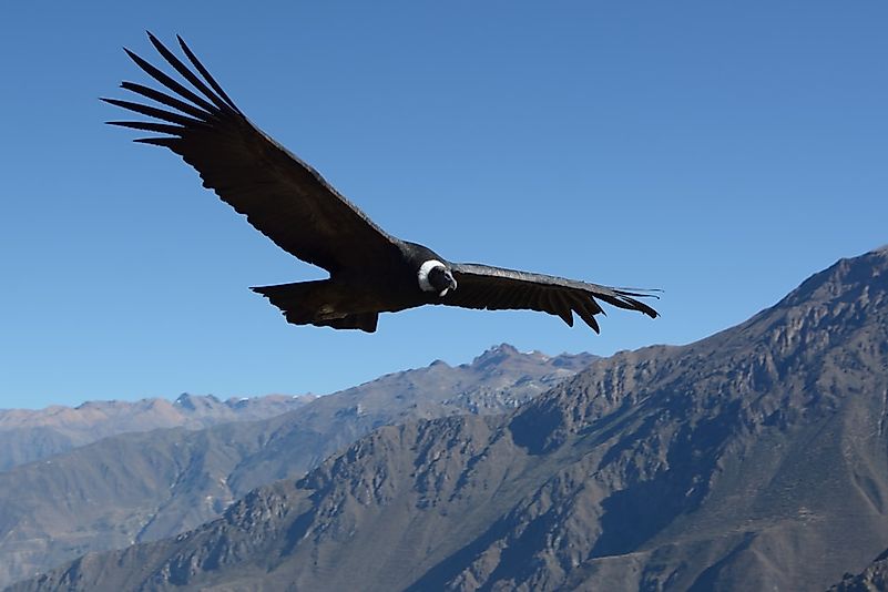 #5 Andean Condor