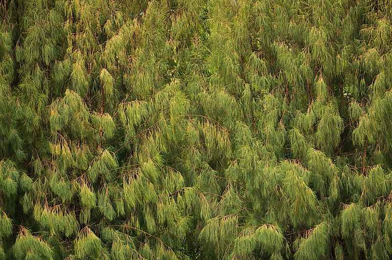 A Bhutanese forest. A Bhutanese forest.