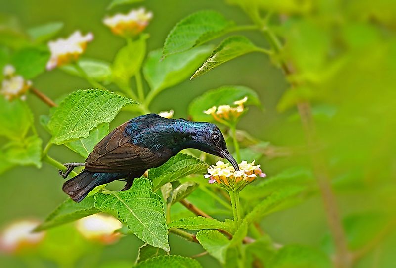 #7 Purple sunbird