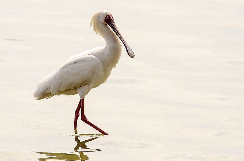African spoonbill. African spoonbill.