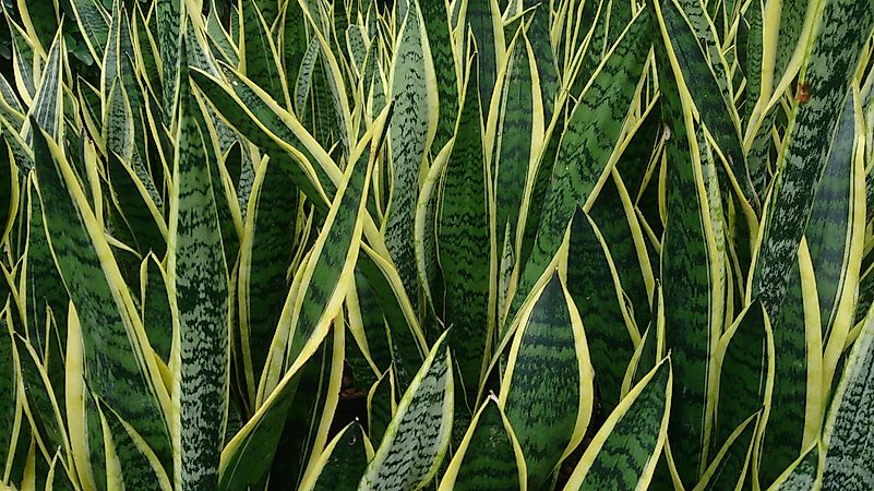 The snake plant can grow quite tall. Editorial credit: Mokkie / Wikipedia.com