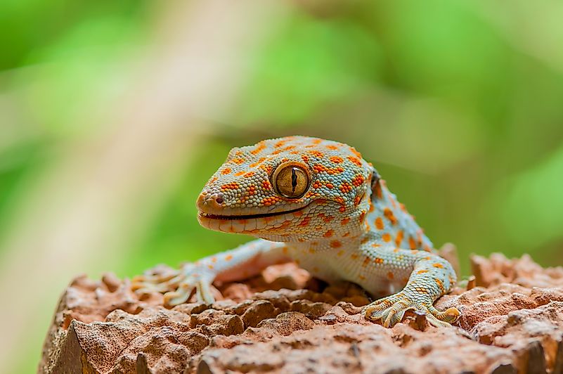 #10 Tokay gecko