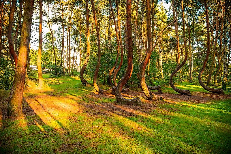 You can find this forest in Poland, near the town of Gryfino. You can find this forest in Poland, near the town of Gryfino.