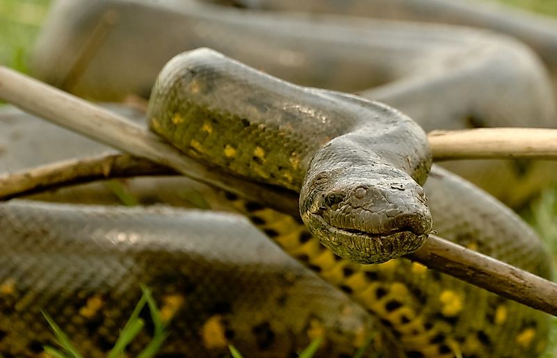 #9 Anaconda