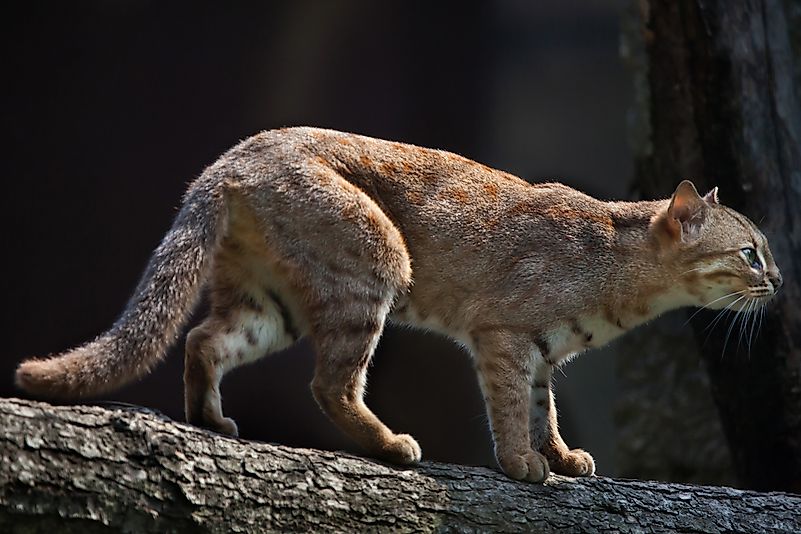 #6 Rusty-spotted Cat
